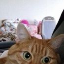 Подробнее об объявлении «Раменское Пропал кот убежал рыжий кот.» Фото: пропала кошка Персидская «Раменское Пропал кот убежал рыжий кот.» в г. Раменское