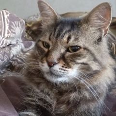 Подробнее об объявлении «Пропал кот сибирской породы Крымск» Фото: пропала кошка Сибирская кошка «Пропал кот сибирской породы Крымск» в г. Крымск