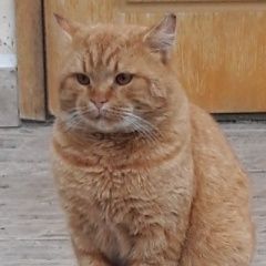 Подробнее об объявлении «Пропал кот Серпухов» Фото: пропала кошка Британская короткошерстная «Пропал кот Серпухов» в г. Серпухов