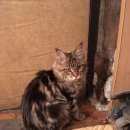 Подробнее об объявлении «Пропал котик 8 мес Магнитогорск» Фото: пропала кошка Мейн-кун «Пропал котик 8 мес Магнитогорск» в г. Магнитогорск