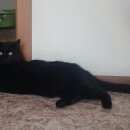 Подробнее об объявлении «Пропал кот Кемерово» Фото: пропала кошка  «Пропал кот Кемерово» в г. Кемерово