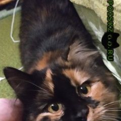 Подробнее об объявлении «Пропала кошка в июле Елец» Фото: пропала кошка  «Пропала кошка в июле Елец» в г. Елец