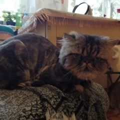 Подробнее об объявлении «Пропал кот, породы перс-экзот Новороссийск» Фото: пропала кошка Персидская «Пропал кот, породы перс-экзот Новороссийск» в г. Новороссийск