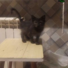 Подробнее об объявлении «Пропал кот Люберцы» Фото: пропала кошка  «Пропал кот Люберцы» в г. Люберцы