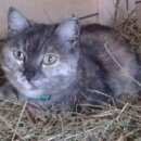 Подробнее об объявлении «Пропала кошка Томск» Фото: пропала кошка  «Пропала кошка Томск» в г. Томск