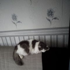 Подробнее об объявлении «Донецк Донецкая обл. Пропала кошка» Фото: пропала кошка  «Донецк Донецкая обл. Пропала кошка» в г. Донецк Донецкая обл.