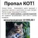 Подробнее об объявлении «Пропал кот Уфа» Фото: пропала кошка  «Пропал кот Уфа» в г. Уфа