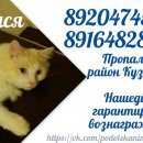 Подробнее об объявлении «Подольск Пропал кот.» Фото: пропала кошка  «Подольск Пропал кот.» в г. Подольск