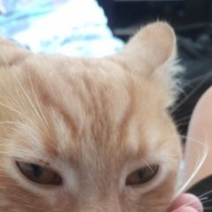 Подробнее об объявлении «Воронеж Пропал кот пожалуйста, прочитайте и помогите найти» Фото: пропала кошка  «Воронеж Пропал кот пожалуйста, прочитайте и...» в г. Воронеж