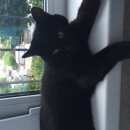 Подробнее об объявлении «Омск Пропал кот» Фото: пропала кошка  «Омск Пропал кот» в г. Омск