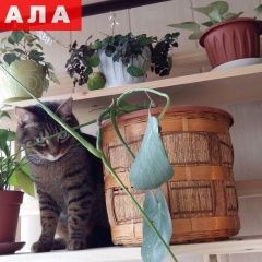Подробнее об объявлении «Пропал кот по ул.батырская / Уфа» Фото: пропала кошка  «Пропал кот по ул.батырская / Уфа» в г. Уфа