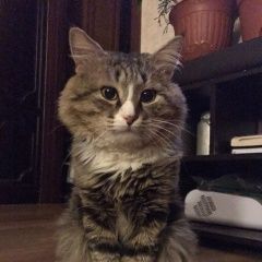 Подробнее об объявлении «Москва Пропал кот потап» Фото: пропала кошка  «Москва Пропал кот потап» в г. Москва