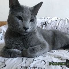 Подробнее об объявлении «Пропал кот новогорск - Москва» Фото: пропала кошка Русская голубая «Пропал кот новогорск - Москва» в г. Москва