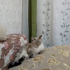 Подробнее об объявлении «Красноярск Пропал кот савелий» Фото: пропала кошка  «Красноярск Пропал кот савелий» в г. Красноярск