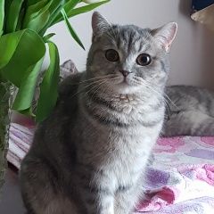 Подробнее об объявлении «Москва Пропала кошка» Фото: пропала кошка  «Москва Пропала кошка» в г. Москва