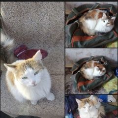 Подробнее об объявлении «Пропала кошка пожалуйста помогите Самара» Фото: пропала кошка  «Пропала кошка пожалуйста помогите Самара» в г. Самара