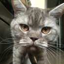 Подробнее об объявлении «Улан-Удэ Пропала кошка» Фото: пропала кошка Британская короткошерстная «Улан-Удэ Пропала кошка» в г. Улан-Удэ