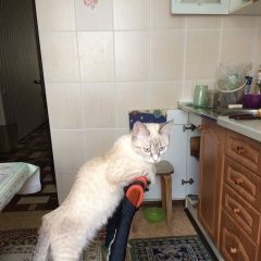 Подробнее об объявлении «Пропала кошка светло-коричневого цвет. Прокопьевск» Фото: пропала кошка  «Пропала кошка светло-коричневого цвет. Прокопьевск» в г. Прокопьевск