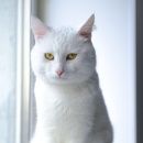 Подробнее об объявлении «Казань Пропал кот помогите найти кота» Фото: пропала кошка  «Казань Пропал кот помогите найти кота» в г. Казань