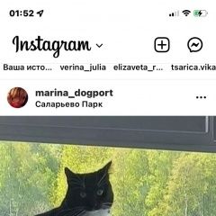Подробнее об объявлении «Москва Пропал кот жк саларьево парк» Фото: пропала кошка  «Москва Пропал кот жк саларьево парк» в г. Москва