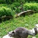 Подробнее об объявлении «Москва Пропала кошка британка, р-н печатники» Фото: пропала кошка Британская короткошерстная «Москва Пропала кошка британка, р-н печатники» в г. Москва