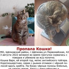 Подробнее об объявлении «Пропала кошка Щелково» Фото: пропала кошка  «Пропала кошка Щелково» в г. Щелково