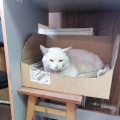 Подробнее об объявлении «Ярославль Пропал кот» Фото: пропала кошка  «Ярославль Пропал кот» в г. Ярославль