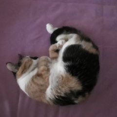 Подробнее об объявлении «Пропала кошка Красногорск» Фото: пропала кошка  «Пропала кошка Красногорск» в г. Красногорск