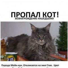 Подробнее об объявлении «Калининград (Кенигсберг) Пропал кот» Фото: пропала кошка  «Калининград (Кенигсберг) Пропал кот» в г. Калининград (Кенигсберг)