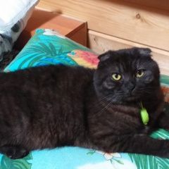 Подробнее об объявлении «Карабаново Пропал кот» Фото: пропала кошка Скоттиш фолд (шотландская вислоухая) «Карабаново Пропал кот» в г. Карабаново