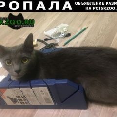 Подробнее об объявлении «Москва Пропала кошка помогите найти котенка  год с небольшим» Фото: пропала кошка  «Москва Пропала кошка помогите найти котенка...» в г. Москва