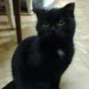 Подробнее об объявлении «Пропала кошка марта г. Томск» Фото: пропала кошка  «Пропала кошка марта г. Томск» в г. Томск