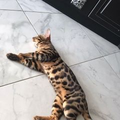 Подробнее об объявлении «Воронеж Пропал кот бенгальский мальчик окрас леопард» Фото: пропала кошка Бенгальская кошка «Воронеж Пропал кот бенгальский мальчик окрас...» в г. Воронеж