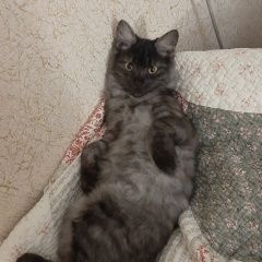 Подробнее об объявлении «Воронеж Пропала кошка» Фото: пропала кошка  «Воронеж Пропала кошка» в г. Воронеж