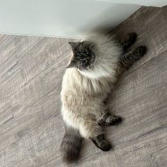 Подробнее об объявлении «Пропал кот. снт пахра Домодедово» Фото: пропала кошка Невская маскарадная «Пропал кот. снт пахра Домодедово» в г. Домодедово