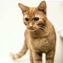 Подробнее об объявлении «Пропала кошка Москва» Фото: пропала кошка  «Пропала кошка Москва» в г. Москва
