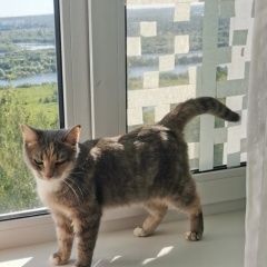 Подробнее об объявлении «Пропала кошка Киров (Кировская обл.)» Фото: пропала кошка  «Пропала кошка Киров (Кировская обл.)» в г. Киров (Кировская обл.)