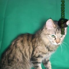 Подробнее об объявлении «Пропала кошка в сентябре Набережные Челны» Фото: пропала кошка  «Пропала кошка в сентябре Набережные Челны» в г. Набережные Челны