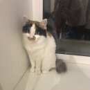 Подробнее об объявлении «Подольск Пропала кошка пожалуйста если кто увидит» Фото: пропала кошка  «Подольск Пропала кошка пожалуйста если кто увидит» в г. Подольск