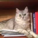 Подробнее об объявлении «Москва Пропала кошка» Фото: пропала кошка  «Москва Пропала кошка» в г. Москва