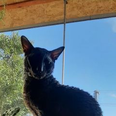 Подробнее об объявлении «Пропал кот Брест Брестская обл.» Фото: пропала кошка Корниш-рекс «Пропал кот Брест Брестская обл.» в г. Брест Брестская обл.