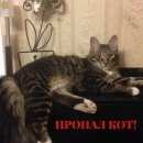 Подробнее об объявлении «Химки Пропал кот» Фото: пропала кошка  «Химки Пропал кот» в г. Химки