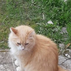 Подробнее об объявлении «Пропал кот бася Санкт-Петербург» Фото: пропала кошка  «Пропал кот бася Санкт-Петербург» в г. Санкт-Петербург