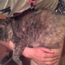 Подробнее об объявлении «Ангарск Пропала кошка» Фото: пропала кошка  «Ангарск Пропала кошка» в г. Ангарск