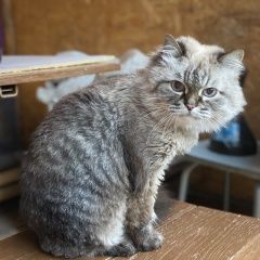 Подробнее об объявлении «Пропала кошка. Новосибирск» Фото: пропала кошка Бирманская кошка «Пропала кошка. Новосибирск» в г. Новосибирск