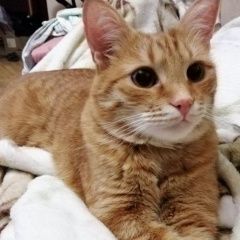 Подробнее об объявлении «Пропал кот Москва» Фото: пропала кошка  «Пропал кот Москва» в г. Москва