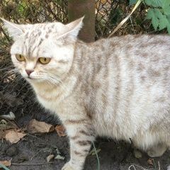 Подробнее об объявлении «Пенза Пропала кошка» Фото: пропала кошка  «Пенза Пропала кошка» в г. Пенза