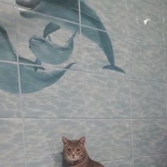 Подробнее об объявлении «Новозыбков Пропал кот» Фото: пропала кошка  «Новозыбков Пропал кот» в г. Новозыбков