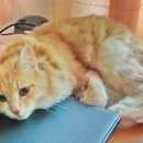 Подробнее об объявлении «Жуковский Пропал кот пушистый рыже-белый кот, янтарные глаза» Фото: пропала кошка  «Жуковский Пропал кот пушистый рыже-белый кот,...» в г. Жуковский