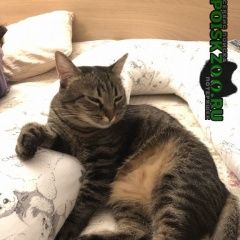 Подробнее об объявлении «Москва Пропала кошка м. кожуховская» Фото: пропала кошка  «Москва Пропала кошка м. кожуховская» в г. Москва